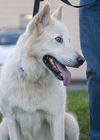 Balto