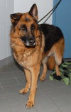 Diamond - WOULD YOU PUT YOUR GRANDPA IN JAIL?