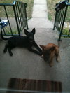 Dixie - I'm just a lil' pup :c)