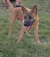 Dixie - I'm just a lil' pup :c)