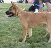 Dixie - I'm just a lil' pup :c)