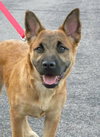 Dixie - I'm just a lil' pup :c)