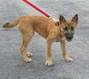 Dixie - I'm just a lil' pup :c)
