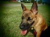 Dixie - I'm just a lil' pup :c)