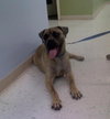 Duke