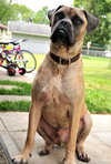 Duke