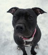 Miss Lola