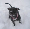 Miss Lola