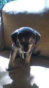 Dewey