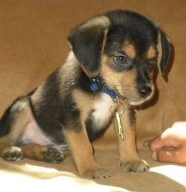 Dewey