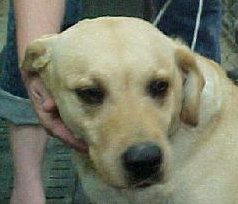 Dolly