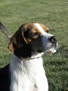 Oliver