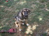 Sarge