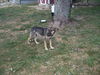 Sarge