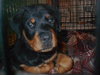 Bodie