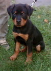 Bodie