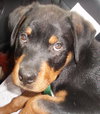 Bodie
