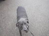 baloo