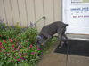 baloo