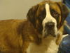 Baily