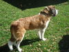 Baily
