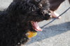 Bently