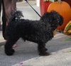 Bently