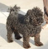 Bently