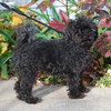 Bently