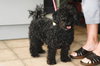 Bently