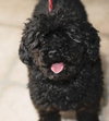 Bently