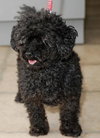 Bently