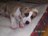 Lil' Roscoe-Cutest Puppy Ever!