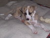 Lil' Roscoe-Cutest Puppy Ever!