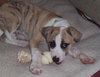 Lil' Roscoe-Cutest Puppy Ever!