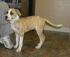 Lil' Roscoe-Cutest Puppy Ever!