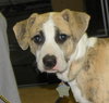 Lil' Roscoe-Cutest Puppy Ever!