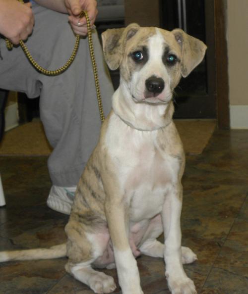 Lil' Roscoe-Cutest Puppy Ever!
