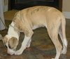 Lil' Roscoe-Cutest Puppy Ever!