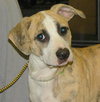 Lil' Roscoe-Cutest Puppy Ever!