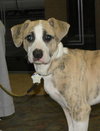 Lil' Roscoe-Cutest Puppy Ever!