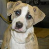 Lil' Roscoe-Cutest Puppy Ever!
