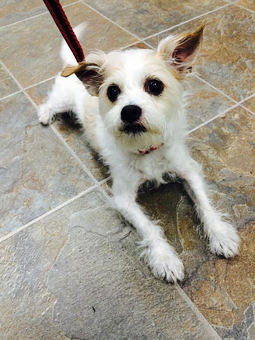 Oliver -Westie mix