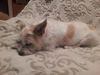Oliver -Westie mix