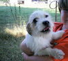 Oliver -Westie mix