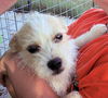 Oliver -Westie mix