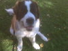 Ritter