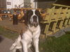 Ritter