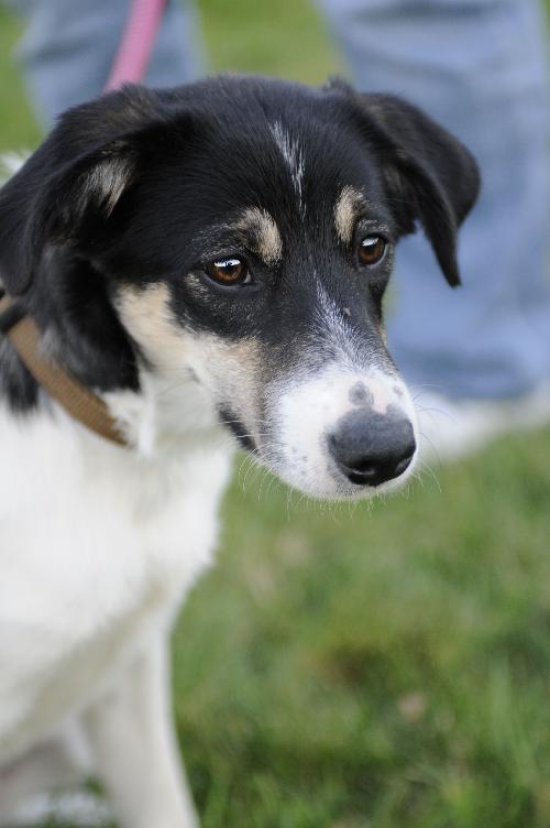 Archie