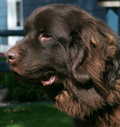 Bubba (Newfie)